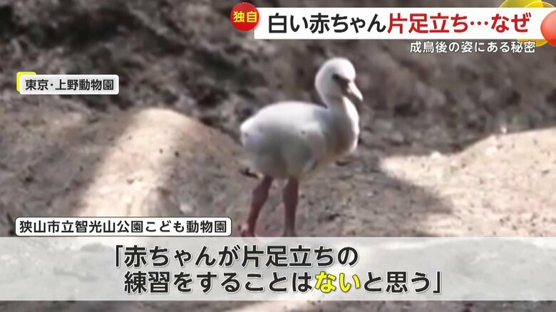 狭山市立智光山公園こども動物園によると「赤ちゃんが片足立ちの練習をすることはない」という（視聴者撮影）