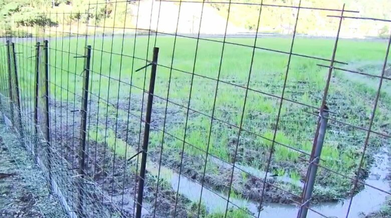 男性が鹿に襲われた可能性のある田んぼ