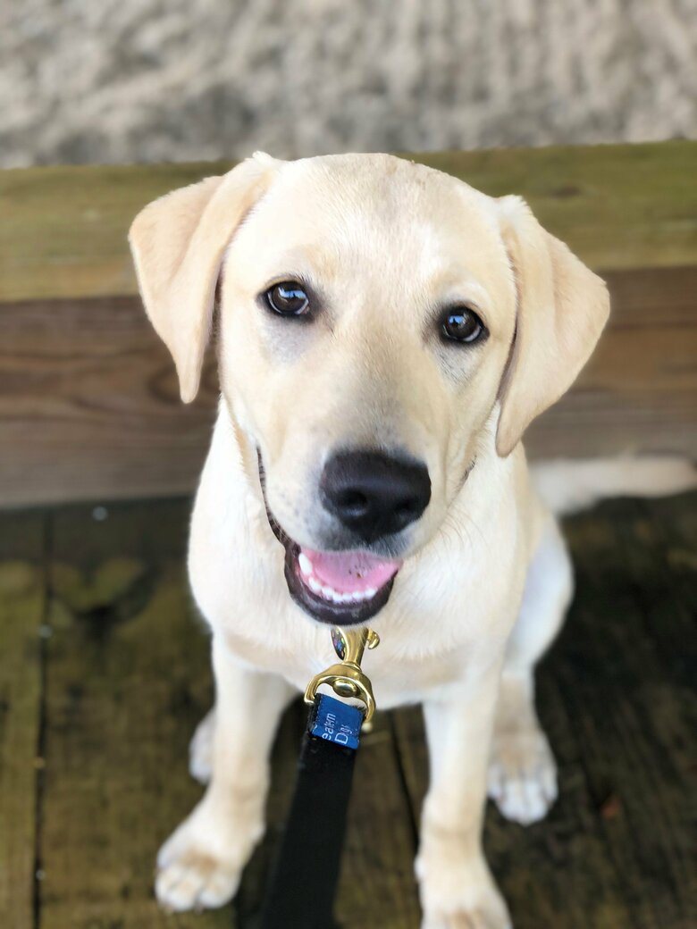 盲導犬の訓練生時代は”落ちこぼれ”だったという