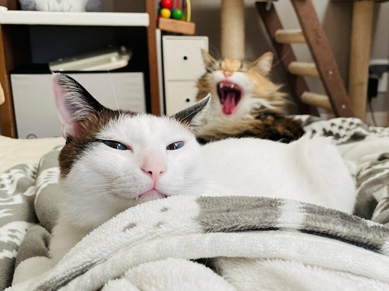 ひまりちゃんのあくびの瞬間（提供：つくね＆ひまりさん）