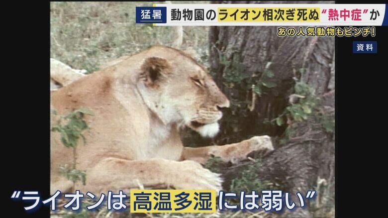 高温多湿に弱いライオン