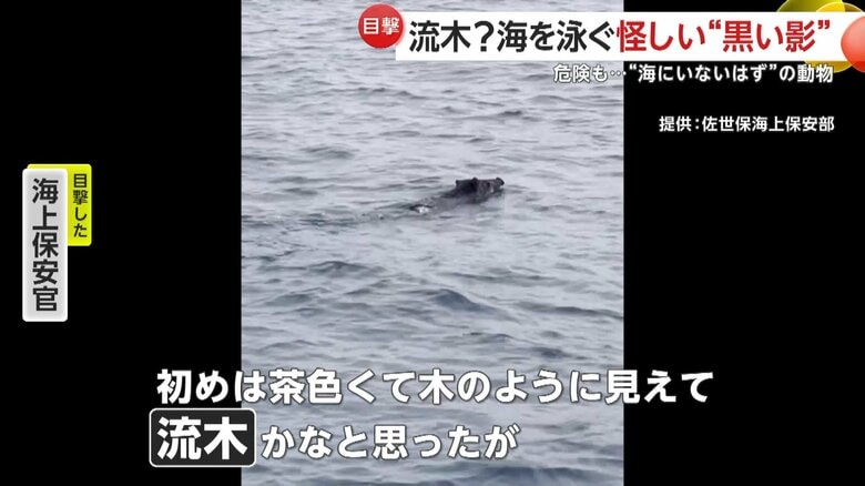 海面をぷかぷかと漂う体長1mほどのイノシシ