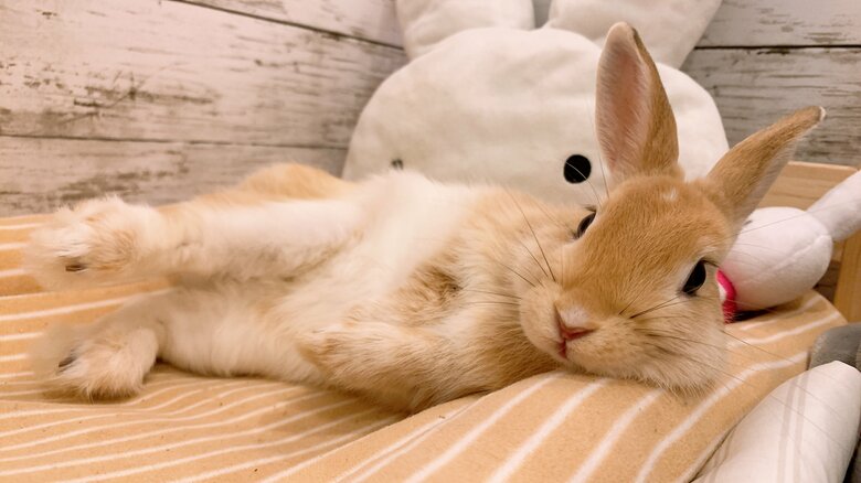 提供：げんまいとうるちさん