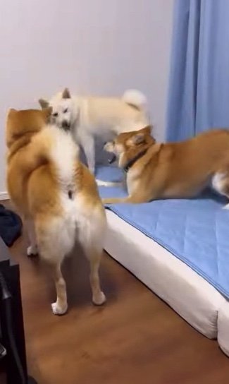 提供：柴犬ポポ(7)リブ(4)ラム(4)さん