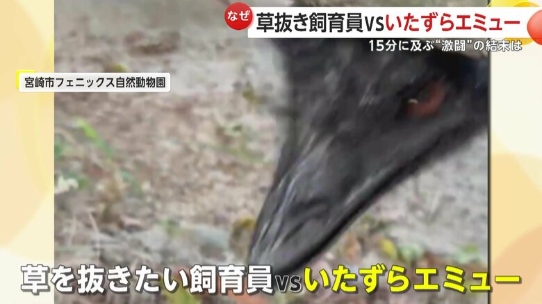 除草作業をしていた飼育員の手をつつくエミューの「エミー」