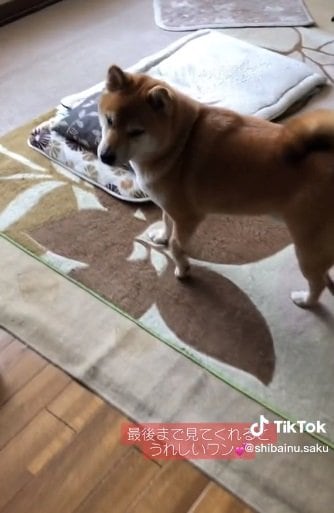 悲しげにウロウロ…