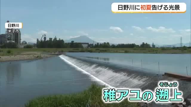 川面に煌めく初夏のサイン…日野川で稚アユ遡上　8日は雨と強風に注意　週末へ天気急回復
