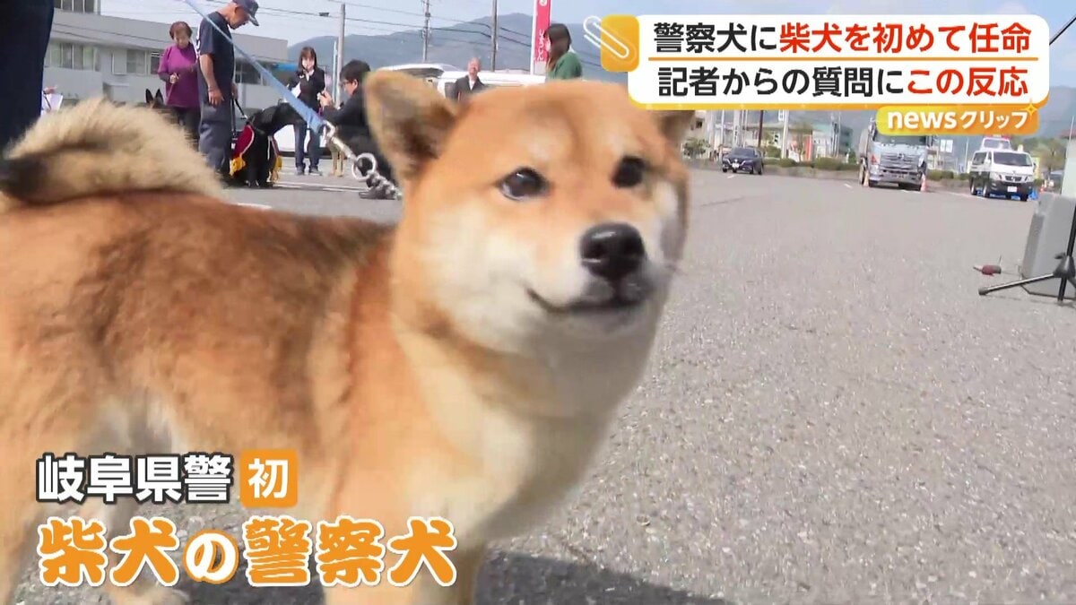 柴犬 頑張るぞ！」「ワン！」初の“柴犬”警察犬の任命式…2歳の「つぶ」が鋭い