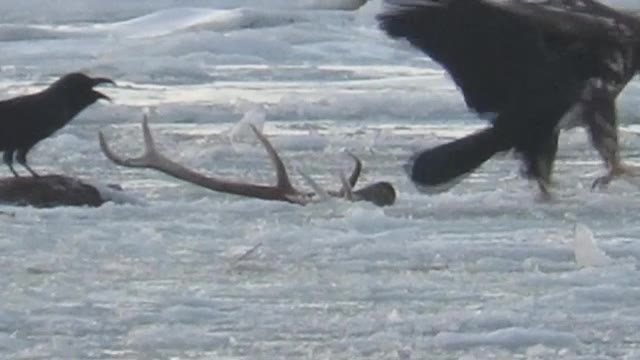 湖の 氷 が割れて身動きできなくなったシカ 頭部をワシやカラスに襲われる 北海道の厳しい自然