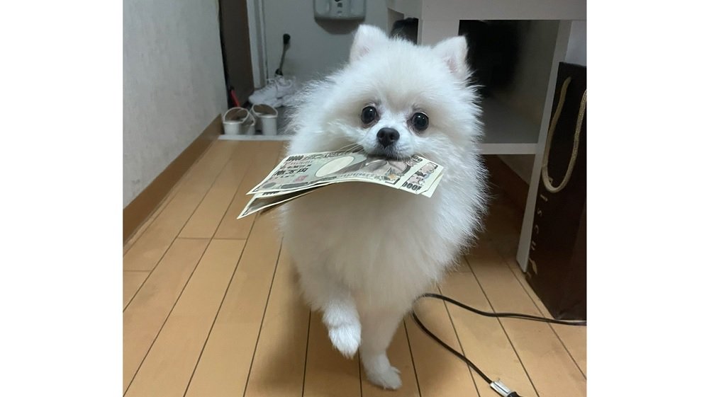 どっから見つけたんだよ お札をくわえた犬が可愛い 無事に取り戻せたのかその後を飼い主に聞いた