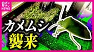ゴキブリよりも嫌われ者の『カメムシ』ことしも大発生　専門家も初めて見るレベル　照明をLEDにするなど対策を