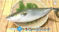 【瀬戸内旬紀行】香川発の“奇跡の味”！　今が旬のブランド魚「オリーブハマチ」の味わい方【香川・岡山】