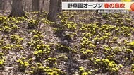 野草園で春の息吹 幸福を呼ぶ“フクジュソウ”が見頃 園内には“カエルの卵”も【山形発】