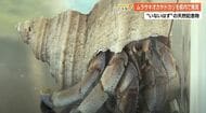 【高知】国の天然記念物「ムラサキオカヤドカリ」山中で発見