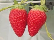 極早生品種『かおり野』…クリスマス向けのイチゴの収穫が最盛期 1週間ほど遅れるも出来は例年通りに 三重県御浜町