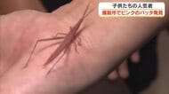 ピンク色のバッタ？しかも足の先までキレイ…備前市の小学生が見つけた珍しい色の昆虫に専門家は【岡山】