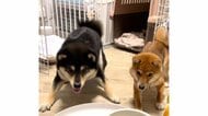 「待て」がソックリな柴犬“兄妹”…ご飯を前に一緒にジタバタしちゃう姿が可愛い！飼い主「準備中からお祭り騒ぎ」