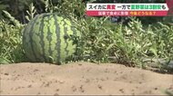 もうスイカがない!?  記録的猛暑で食卓に影響…例年より3割安の野菜も “お得な野菜”を調査【北海道発】