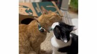 大好きな同居犬の死に憔悴していた猫に“子猫”のプレゼント…元気を取り戻す姿に感動 その後を聞いた