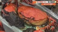 「イメージなかった」観光客も驚く濃厚カニみそ　清流・黒尊川が育む秋の味覚《ツガニ》漁が最盛期【高知】