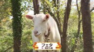 地元の人気者!優しヤギのお母さん【どうぶつのカンパネラ】南伊豆町