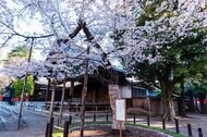 縮小のはずが方針転換…季節を知らせる気象庁の「動植物の観測」を環境省とも連携へ 理由を聞いた