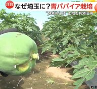 なぜ南国フルーツ「青パパイヤ」が埼玉の畑に？「手間もかからず、医者いらず」酵素の王様が高齢化農家の救世主に