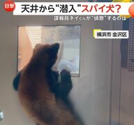 動物たちが“スパイ活動”天井からアメリカの警察犬が“潜入訓練”　「極秘任務は任せて」日本では“諜報員”のレッサーパンダが偵察も