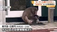 サルに飛びかかられた住民ケガ　市内で目撃情報相次ぐ　ネコが襲われる被害も　鹿児島・日置市