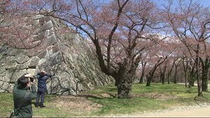 盛岡地方気象台 桜の「標本木」変更 盛岡城跡公園から気象台構内の桜に<岩手県>