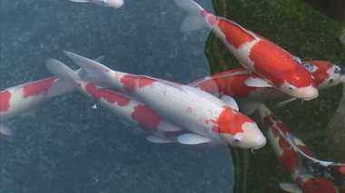 ふるさと納税でニシキゴイのオーナーに!家に池がなくてもいつでも会いに行ける【新潟発】