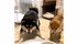 「待て」がソックリな柴犬“兄妹”…ご飯を前に一緒にジタバタしちゃ…