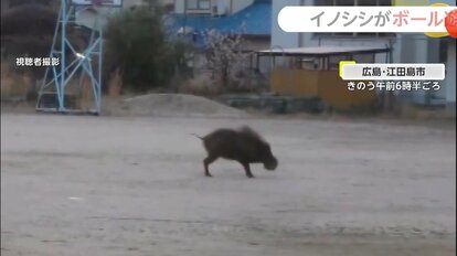 小学校で驚きの行動を見せていたイノシシ