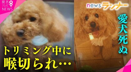 「家族同然の命」トリマーのハサミで喉刺され愛犬死ぬ　 「家族」認めぬ一審判決に納得できず…　控訴するも棄却