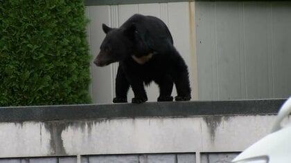 “クマ対策”11月中旬までに政府が取りまとめ　「ガバメントハンター」確保や柿の木伐採など盛り込む