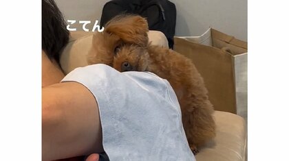 「どうしても一緒に寝たい」飼い主の肩にもたれかかる犬の姿に胸キュン…普段の仲を聞いた