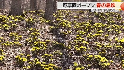 野草園で春の息吹　幸福を呼ぶ“フクジュソウ”が見頃　園内には“カエルの卵”も【山形発】