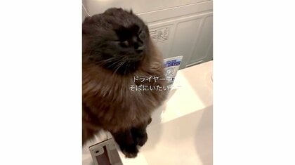 「ふにゃあァァァ」ドライヤーの“風ニモマケズ”飼い主のそばにいたい猫が可愛い…どこでもついて来るのか聞いた
