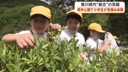 県内最古の茶園がある栗林公園で小学生が「一番茶」の手摘み体験　お茶は葉っぱから…と新たな学び【香川】