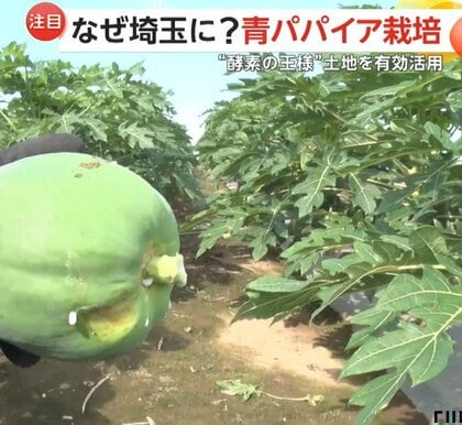 なぜ南国フルーツ「青パパイヤ」が埼玉の畑に？「手間もかからず、医者いらず」酵素の王様が高齢化農家の救世主に
