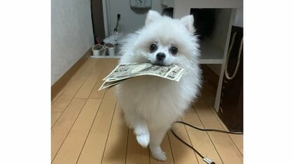 「どっから見つけたんだよ」お札をくわえた犬が可愛い…無事に取り戻せたのかその後を飼い主に聞いた