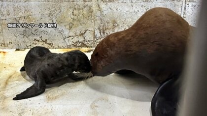 【トドの赤ちゃん】「おまわり！」で一回転 “言葉がわかる”トドのハマちゃんが出産 ミルク飲んですくすく育つ　城崎マリンワールド