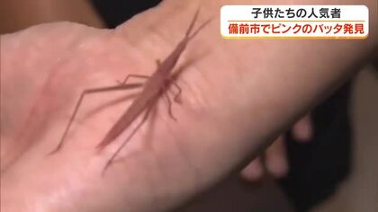 ピンク色のバッタ！？しかも足の先までキレイ…小学生が備前市で発見した珍しい色の昆虫の正体に迫る　岡山
