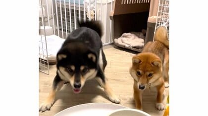 「待て」がソックリな柴犬“兄妹”…ご飯を前に一緒にジタバタしちゃう姿が可愛い！飼い主「準備中からお祭り騒ぎ」