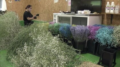 若い世代の移住者が定着　“日本一”のカスミソウ栽培で独立…「住居」提供など手厚い支援【福島発】