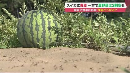もうスイカがない!?  記録的猛暑で食卓に影響…例年より3割安の野菜も “お得な野菜”を調査【北海道発】
