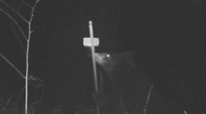 「あぶない！熊注意」桜の名所にクマ出没…見頃だった2000本の桜は入園規制のまま葉桜に 公園内に新たに“わな”を設置