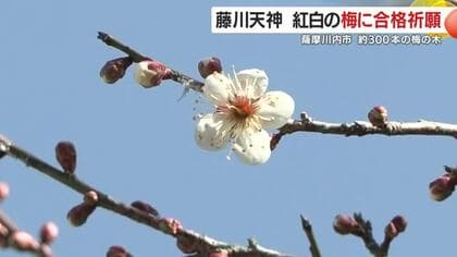 紅白の梅に合格祈願　藤川天神　学問の神様と梅の名所　鹿児島・薩摩川内市