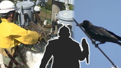 厄介者のカラスには徳川家康公の趣味で対抗？　繁殖期を迎え攻撃的に…電柱付近の巣には要注意【静岡発】