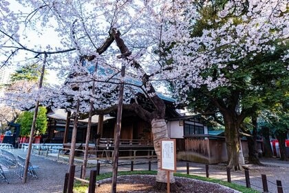 縮小のはずが方針転換…季節を知らせる気象庁の「動植物の観測」を環境省とも連携へ　理由を聞いた
